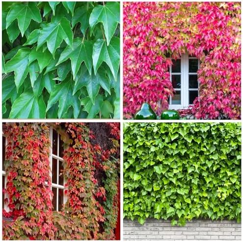 100+ Seed Ivy Vine Liana Green Seeds for Planting Outdoors Vines Climbing Ground Creeping Plants Bonsai Home - Image 3
