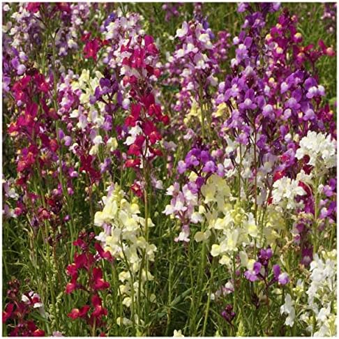 Everwilde Farms - 1 Oz Northern Lights Mix Tall Snapdragon Wildflower Seeds - Gold Vault - Image 2