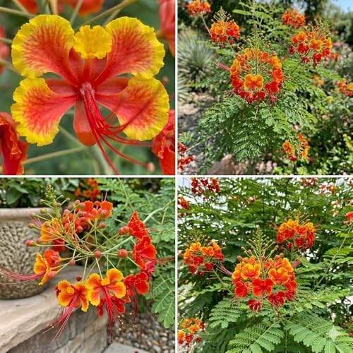 Red Bird of Paradise Live Plant, 4 Inch Pot, 4-8 Inches High - Image 7