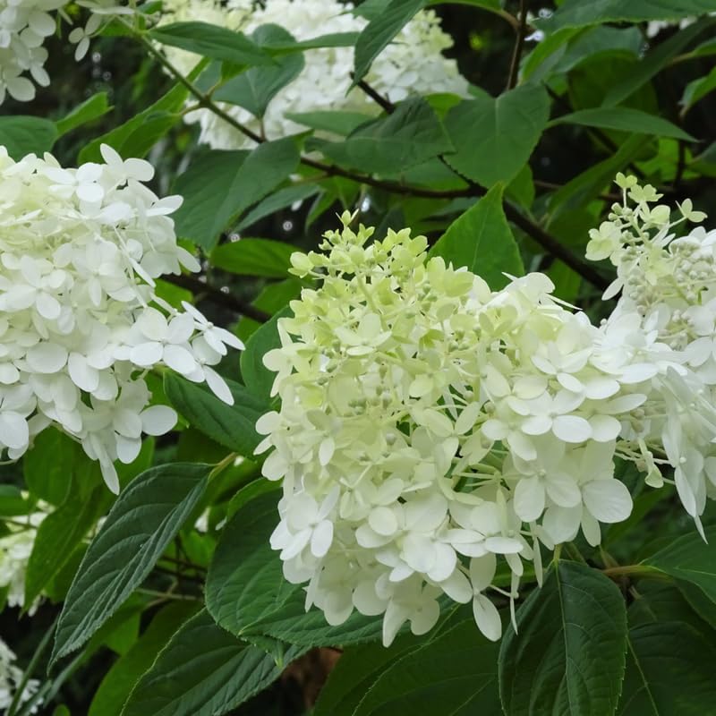 2 Little Lime Hydrangea Plants Live, 6-10" Tall - Quart Pot, Hardy Hydrangea Tree Live Plant, Low Maintenance Compact Flowering Shrub for Patio Containers & Landscape - Image 7