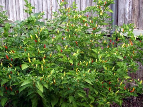 Hot Pepper Seeds - Tabasco - Heirloom - Liliana's Garden - Image 2