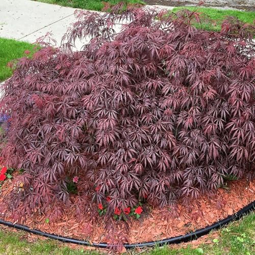 Tamukeyama Japanese Red Maple Live Tree, 1-2 ft, 1 gal Pot - Image 4
