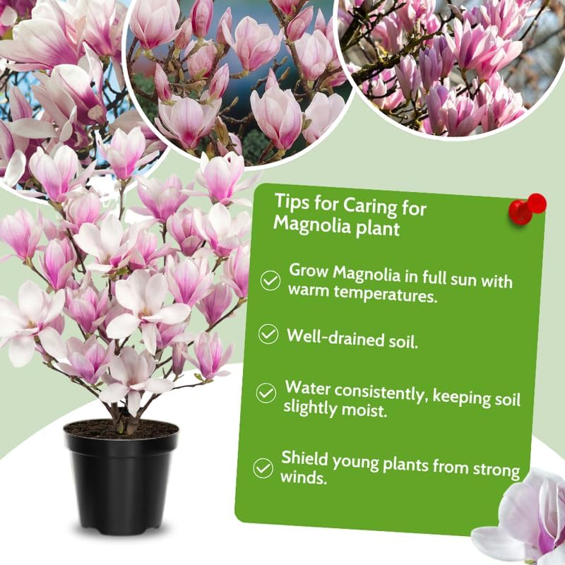 Saucer Magnolia Flower Tree, Hardy Ornamental Flowering Plant, Gallon Pot - Image 4