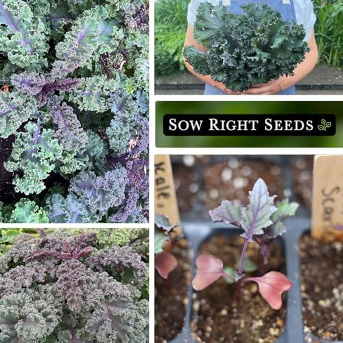Sow Right Seeds - Scarlet Kale Seed for Planting Outdoor Vegetable Garden - Image 4