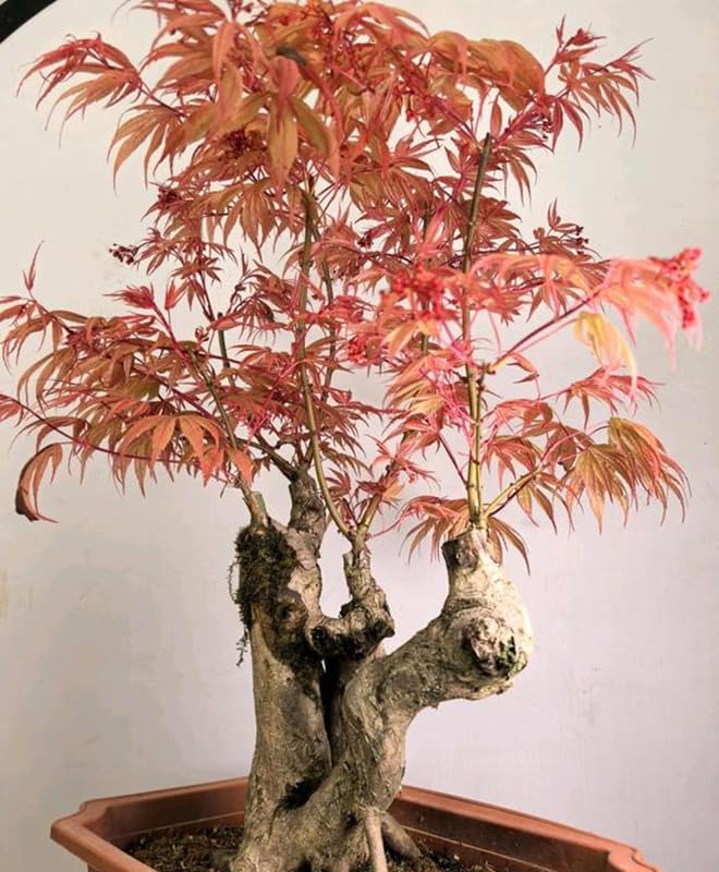 25+ Red Maple Tree Seeds Acer buergerianum Gorgeous Fall Colors Bonsai Plant - Image 2
