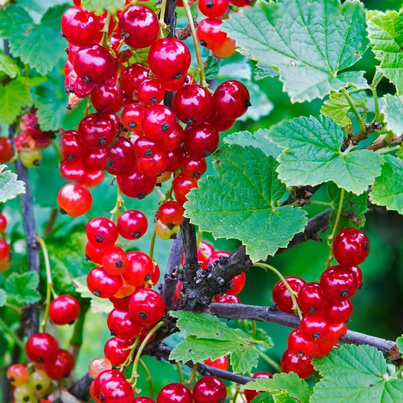 Red Currant Bush Live Plant, Backyard Berry Shrub Fruit Tree, 5-9 Inch Tall - Image 2