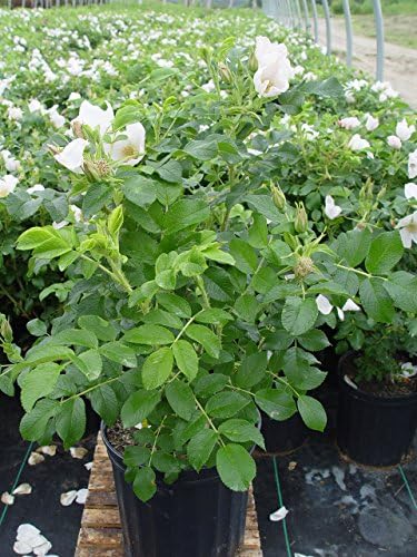 Rosa rugosa 'Alba' (White Rugosa Rosa) Rose, white flowers, #3 - Size Container - Image 3