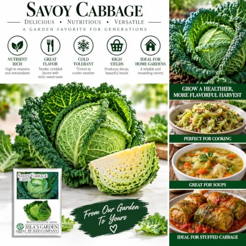 Savoy Cabbage Seeds (Brassica oleracea VAR. capitata) – 500+ Non-GMO Heirloom Seeds by Isla’s Garden Seeds, Crinkled-Leaf Variety with Sweet Flavor, Ideal for Cool Season Gardens & Raised Beds - Image 3