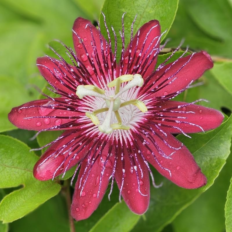 Burgundy Passion Flower Live Plant, Passiflora Trellis Vine, 4-8 Inches - Image 2