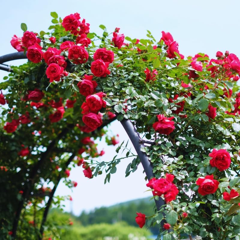 Don Juan Red Rose Bush Plant, Climbing Rose Plant, 5-7 Inch Tall - Image 6