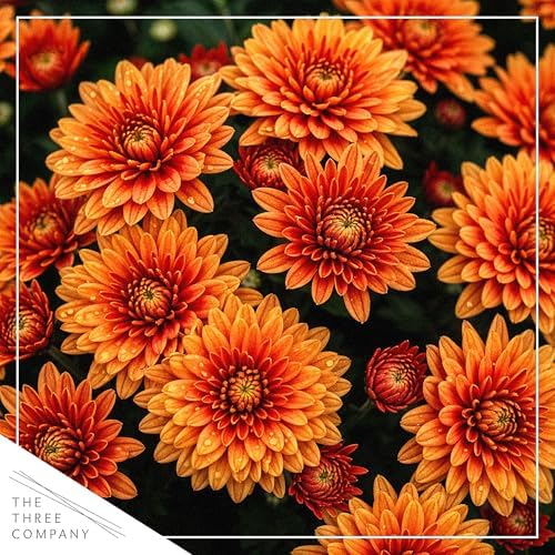 Chrysanthemum (Jack O' Lantern Deco Pot), Orange Blooms, Live Fall Flowering Perennial, 15" Tall by 12" Wide in 3 Qt Pot - Image 2