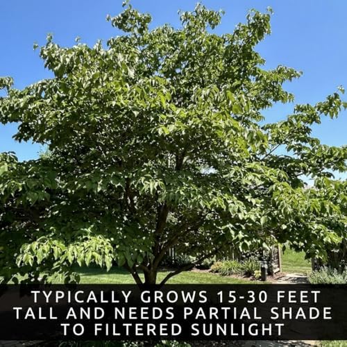 White Flowering Dogwood Trees Live – Cornus Florida – Ornamental Flowering Trees – Spring Blooms & Landscape Trees – Bare Root for Outdoor Planting (10 Trees) - Image 5