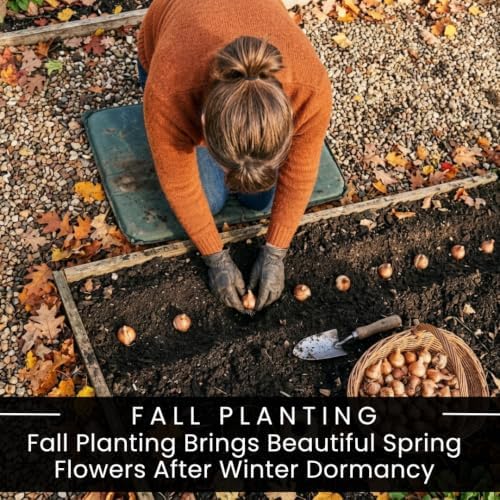 Yellow Dutch Master Daffodil Bulbs for Planting - Fresh Blooming Flowers, Easy to Grow Perennials (10 Bulbs) - Image 3