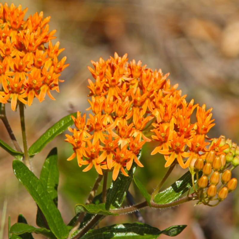 3 Orange Milkweed Live Plants, Hardy Milkweed Shrub, 4-9 Inches - Image 3