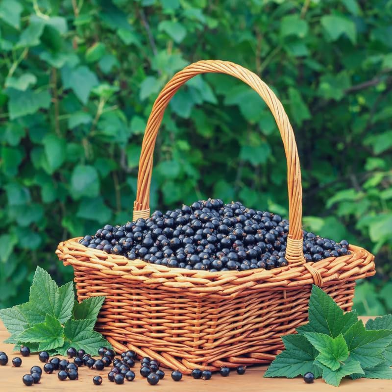 Black Currant Plant Live, Outdoor Berry Fruit Tree, 5-9 Inch Tall - Image 6