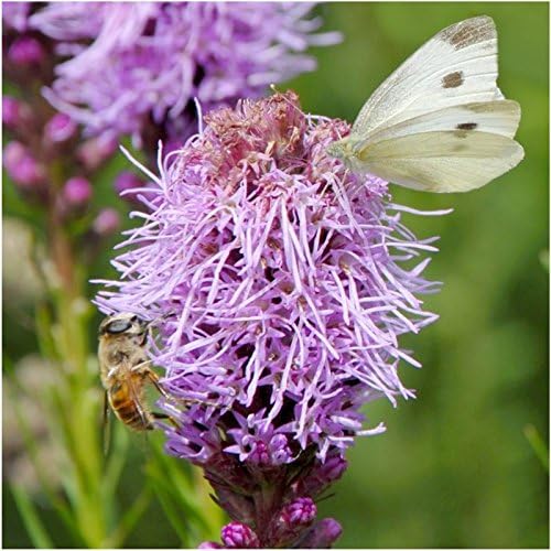 Seed Needs Perennial Wildflower Seed Mix 30,000 Seeds 2 Ounce Bulk Pack - Image 3