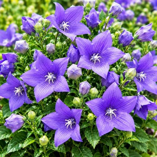 Blue Balloon Flower Seeds for Planting, Platycodon grandiflorus, Heirloom Non-GMO Bellflower Seeds, High Germination Blue Perennial Flower for Borders Containers and Cottage Gardens, 2000 Count - Image 6