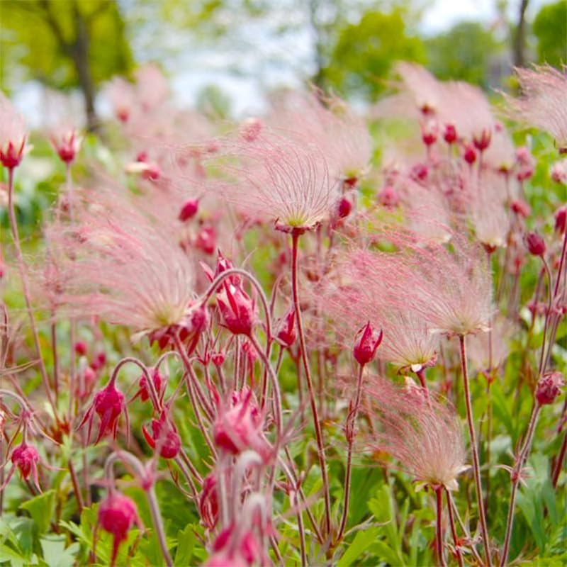50+ Perennial Pink Prairie Smoke Seeds for Planting - Drought Tolerant Ground Cover, Attracts Pollinators,Low Maintenance for Rock Gardens, Rare Wildflower Seeds - Image 4