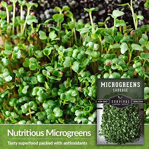 Cabbage Microgreen Seeds for Sprouting - 1 Pack - Image 3