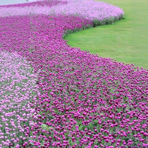 Mixed Globe Amaranth Seeds - 300 Pcs Annual, Heat & Drought Tolerant, Pollinator Friendly | Vibrant Pom Pom Blooms for Beds, Borders, Cut Flowers & Dried Arrangements, Non-GMO Heirloom - Image 3