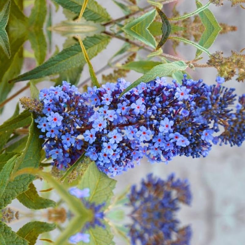 2 Light Blue Buddleia Live Plants, Flower Shrub, 4-9 Inch Tall - Image 4