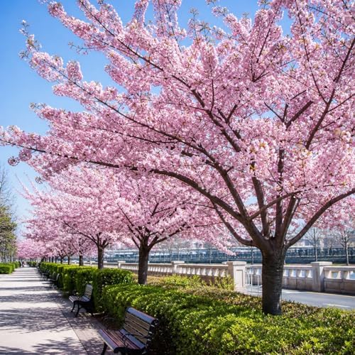 Akebono Cherry Tree Live Plant - Image 3