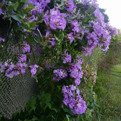 Garlic Vine Semi-Cydista Aequinoctialis - Live Tropical Plant - Vivid Purple Trumpet Shaped Flower - Emerald Goddess Gardens - Starter Sz 4 Inch Pot - Image 5