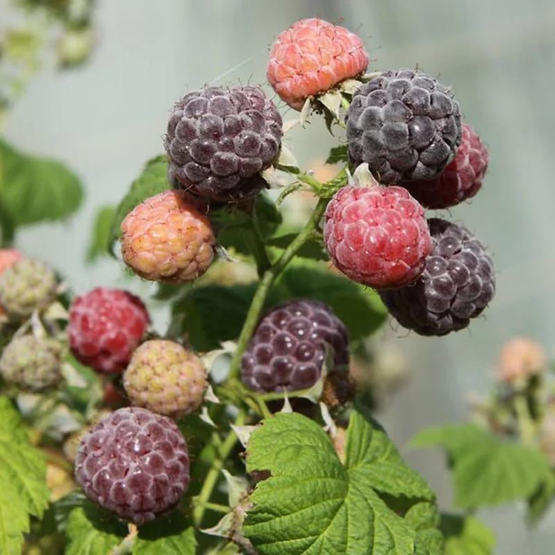 2 Purple Raspberry Live Plants, 5-9 Inch Tall Berry Bushes - Image 6