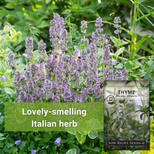 Sow Right Seeds - Thyme Seed for Planting Home Perennial Herb Garden 2pk - Image 3