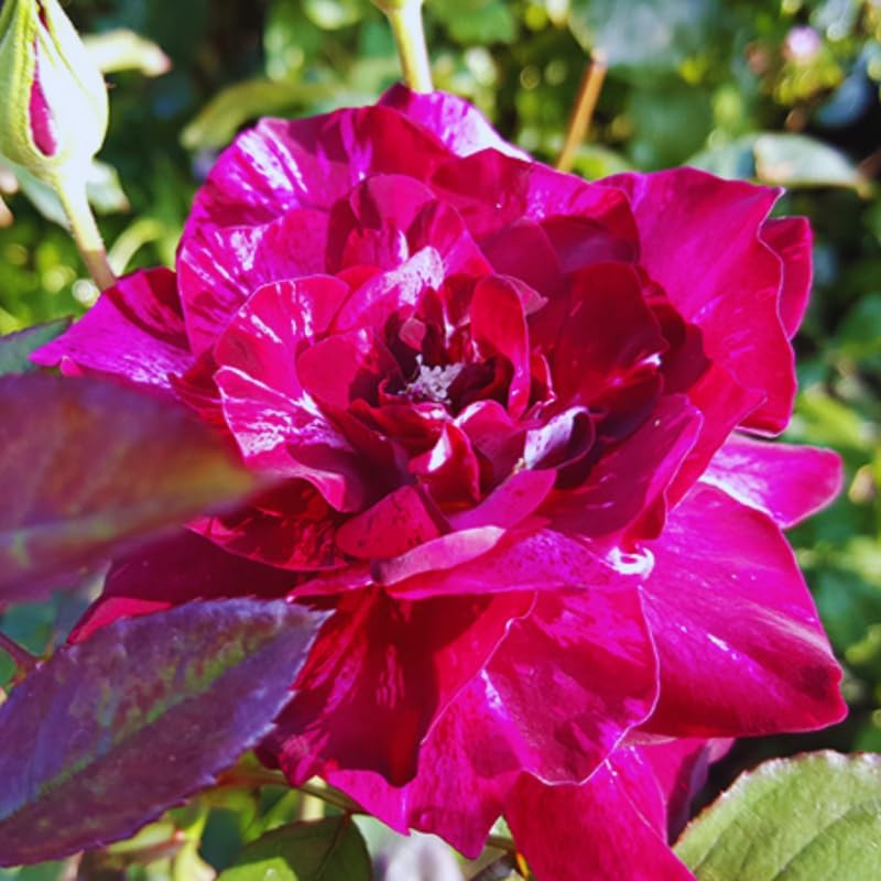 Purple Red Climbing Roses Live Plant, Rose Plant, 5-7 Inch Tall - Image 2