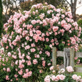 Light Pink Live Rose Plant, Fragrant Garden Rose, 2-3 Inch Tall by Unknown