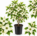 Kousa Japanese Dogwood Tree Live Plant, 10-16 Inch Tall in Quart Pot, White Flowering Ornamental Tree, Cold-Hardy Flowering Shrub for Home Garden by GINGERGLOW