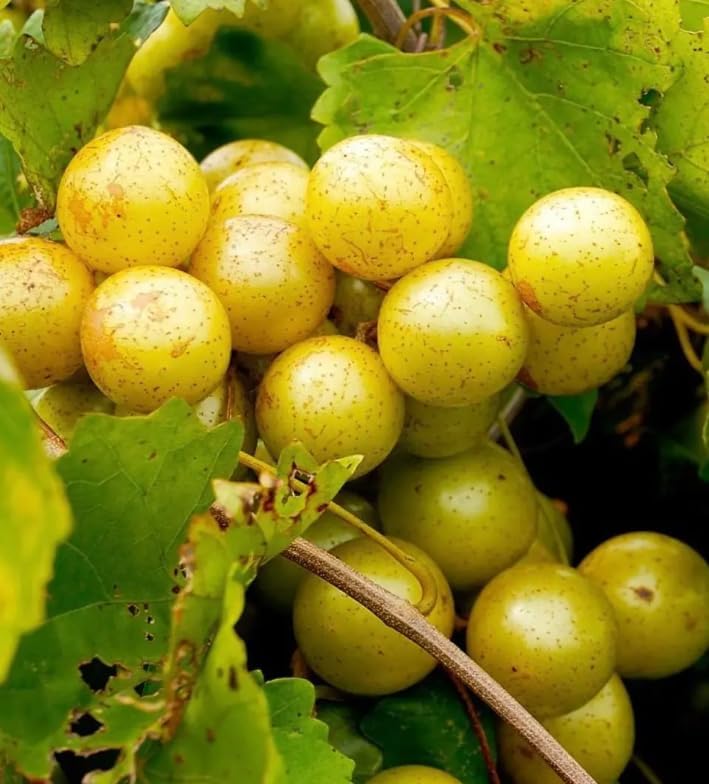 Muscadine Grape Climbing Vine Plant Live for Planting, Sweet Grape Plant 20 to 22 Inch Tall in 1 Gallon Pot for Home Garden, No in CA - Image 2