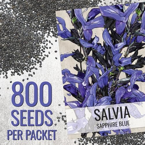 Seed Needs Sapphire Sage Seeds to Plant Blue Salvia Flowers 2 Packs - Image 3
