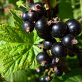 Black Currant Bush Live Plant, Cold Hardy Berry Fruit Shrub, 5-9 Inch Tall by HILROQG