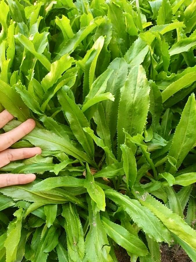 3500+ Culantro Seeds – Ngò GAI – Sawtooth Herb – Mexican Coriander – Long Coriander – Recao – Fitweed Seeds – Premium, Non-GMO, Heirloom– Made in USA, Vegetable for Yard & Garden Planting - Image 2