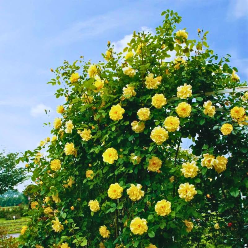 Yellow Climbing Roses Live Plant, Rose Bush Plant, 5-7 Inch Tall - Image 3