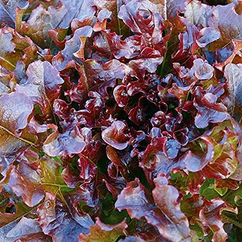 1000 Salad Bowl Red Lettuce Seeds for Planting 2+ Grams of Seeds Non GMO Heirloom Garden Vegetable Survival Baby Greens Bulk - Image 3