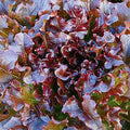 1000 Salad Bowl Red Lettuce Seeds for Planting 2+ Grams of Seeds Non GMO Heirloom Garden Vegetable Survival Baby Greens Bulk by Unknown