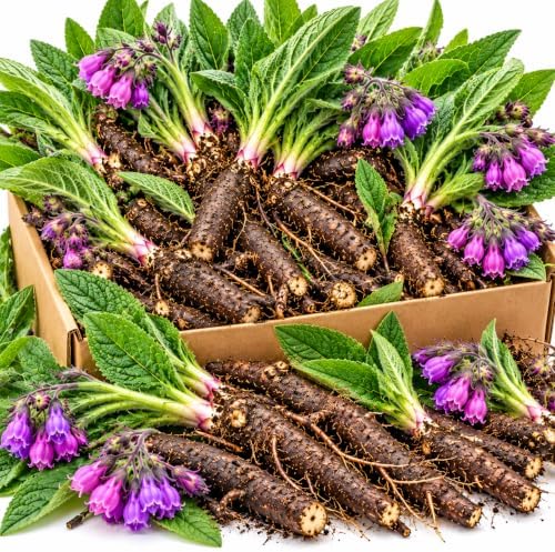 Bocking 14 Comfrey Live Roots, Set of 5 Perennial Garden Cuttings by Unknown
