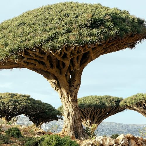 Dragons Blood Tree - 1 Live Plant in a 4 Inch Growers Pot - Dracaena Draco - Exotic Structural Foliage Ornamental Slow Growth Succulent - Image 2