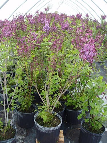 Syringa X hya. 'Pocahontas' (Lilac) Shrub, purple flowers, #3 - Size Container - Image 4