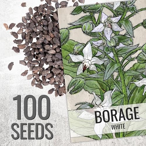 Seed Needs Borage Seeds Variety Pack of 2 - Non-GMO & Heirloom Herb Garden - Image 3