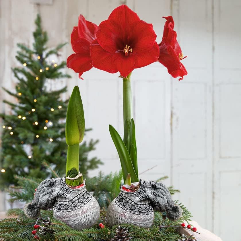 Waxed Amaryllis Bulb - Decorative Grey Sweater, Red Blooms - Easy Care - No Watering Needed! - Image 7