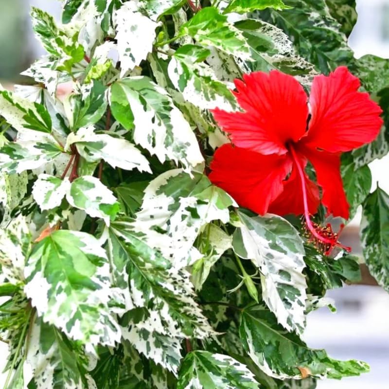 4 Variegated Red Hibiscus Plants Live, Cold Hardy Flower Bush, 4-8" Tall - Image 2