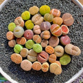 Lithops Succulent Plants Live – 0.6-0.8" 30 Pcs Rare Living Stones Mix, Succulents Bare Root Without Pot & Soil, Easy-Care Indoor Office Desk Decoration, Unique Plant Gifts for Succulent Lovers by THEONEBLOOM