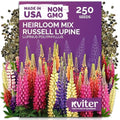 250 Mix Russell Lupine Heirloom Perennial Flower Seeds, Lupinus Polyphyllus by KVITER