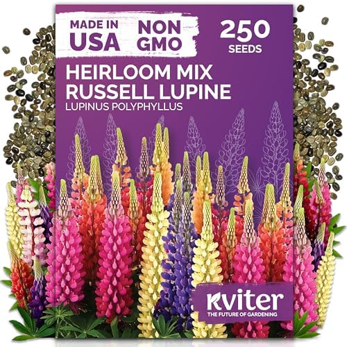 250 Mix Russell Lupine Heirloom Perennial Flower Seeds, Lupinus Polyphyllus by KVITER