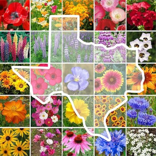Eden Brothers Texas Wildflower Mixed Seeds for Planting, 1/4 lb by EdenBrothers