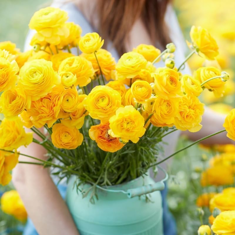 25 Yellow Ranunculus Bulbs for Planting, Peony Perennial Flower - Image 2
